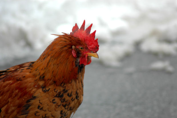 Backyard Temple Chicken-Sacrificing Santeria Priest Sues Police for Hurting Ability to Adopt