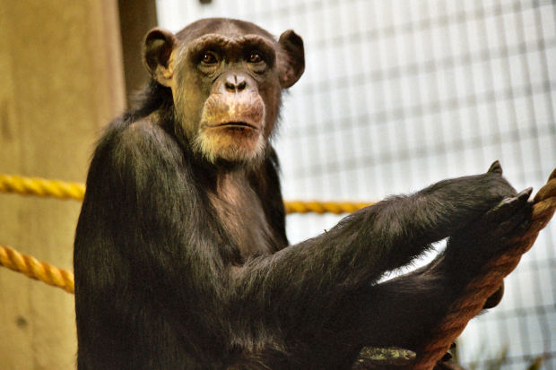 ‘Are We Hybrids?’ Evolutionist Claims Humans Evolved After a Chimpanzee Mated with a Pig