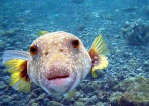 Pufferfish