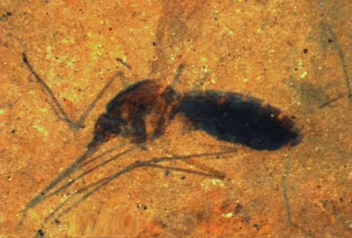 Unprecedented Blood-Filled Mosquito Fossil Raises Questions Over Evolutionary Dating Methods