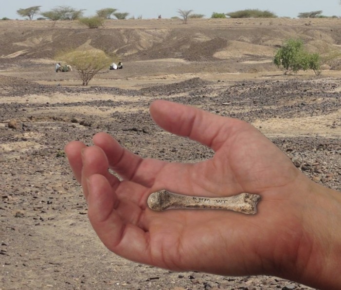 Newly-Discovered Human Hand Bone Puzzles Scientists, Shows No Sign of Evolutionary Changes