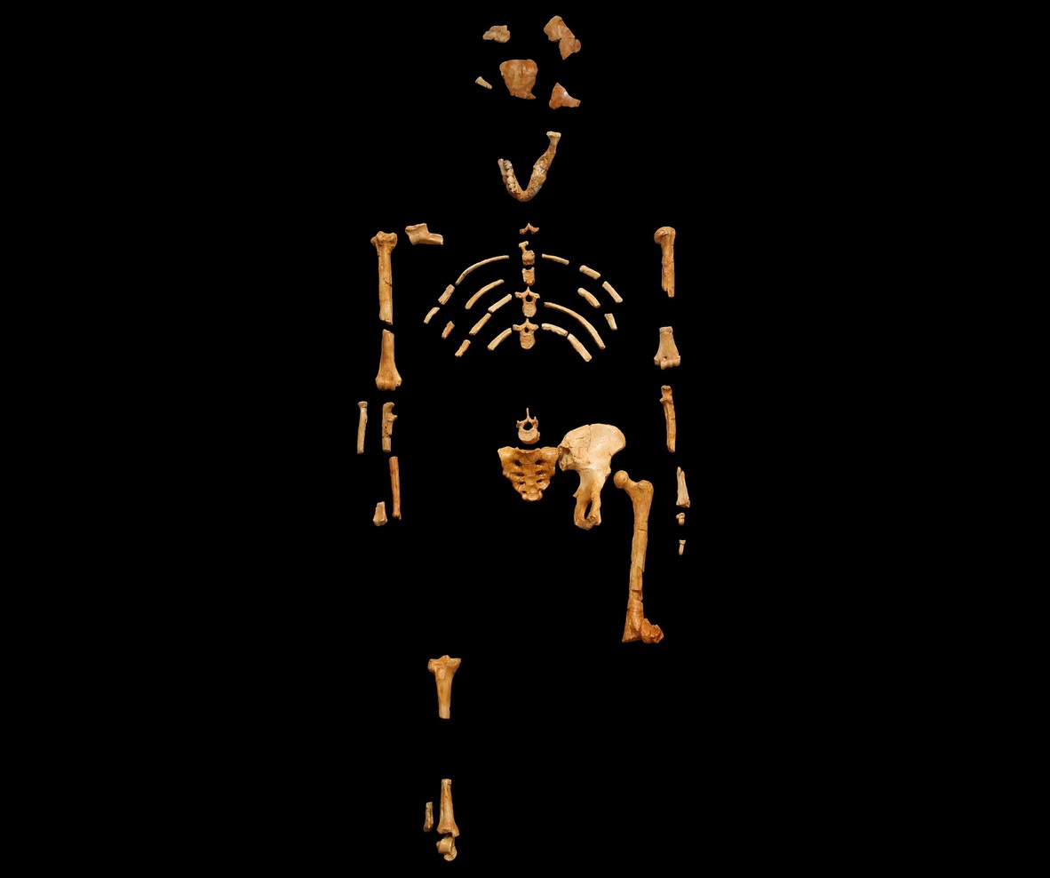 Lucy Skeleton