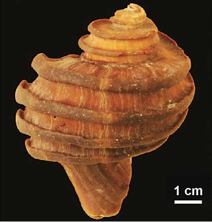 Ecphora shell