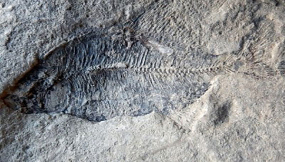 ‘Astounding’: Christian Discovers Ancient Fish Fossils Deemed ‘Significant’ Scientific Find