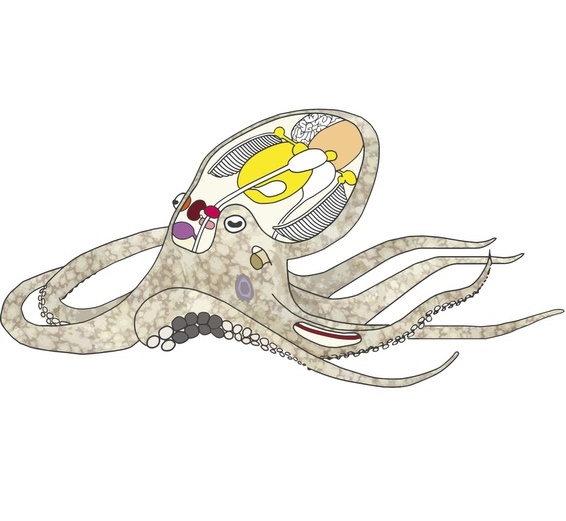 Eight-Armed Enigma? Octopus Research Reveals Problems for Evolutionary Theory
