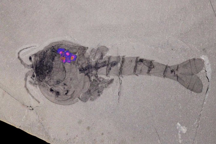 Evolutionists Startled by ‘Exceptionally Preserved’ Embryos in Ancient Fossils