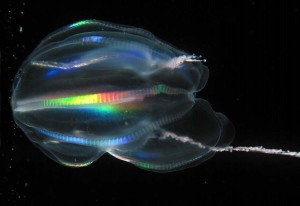 Comb jelly