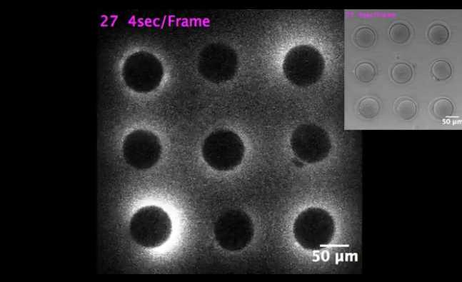 Scientists Capture ‘Flash of Light’ That Occurs at Moment of Conception