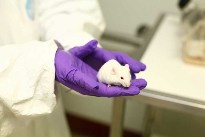 FDA Purchasing Aborted Baby ‘Tissue’ to Create Mice With Human Immune System in Order to Test Drug Safety