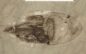 Soft-Bodied Fossils ‘Rapidly Buried in Sediment’ Discovered in China, Christians Point to Biblical Flood Soft-Bodied Fossils ‘Rapidly Buried in Sediment’ Discovered in China, Christians Point to Biblical Flood