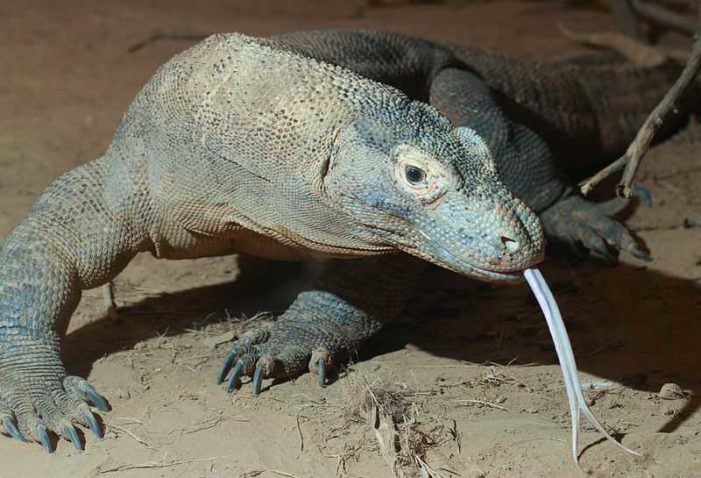 Study Claims Komodo Dragon DNA Provides Insight Into Lizard’s Adaptive Evolution, Christians Point to Creator