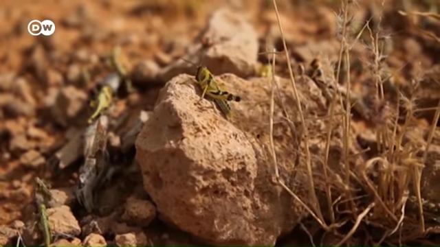 Locust Swarms Confirmed in South Sudan as Devastating Plague Spreads Across East Africa, Southwest Asia