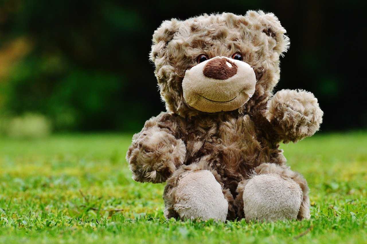 Teddy Credit Alexas Fotos Pixabay-compressed